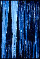 Icicles close-up, Tennessee. Great Smoky Mountains National Park ( color)
