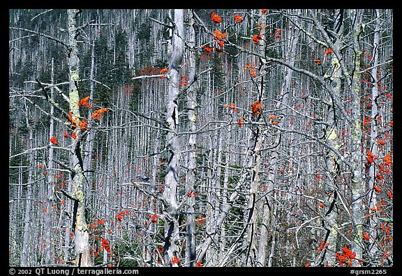 Bare trees with Mountain Ash  berries, North Carolina. Great Smoky Mountains National Park, USA.