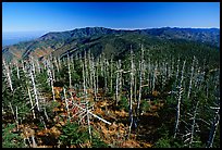 Fraser firs killed by balsam woolly adelgid insects on top of Clingman's dome, North Carolina. Great Smoky Mountains National Park, USA.