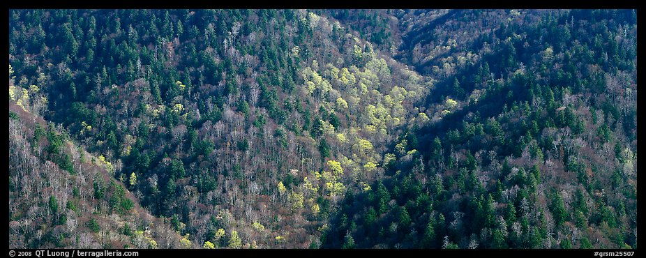 Appalachian hillside in early spring. Great Smoky Mountains National Park, USA.
