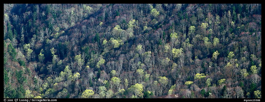 Hillside with mix of bare trees and newly leafed trees in spring. Great Smoky Mountains National Park (color)