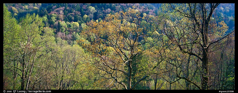 Trees with new leaves and hillside. Great Smoky Mountains National Park (color)