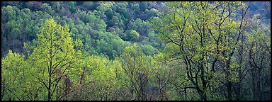 Spring landscape with new leaves. Great Smoky Mountains National Park (Panoramic color)