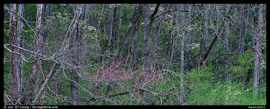 Spring forest scene with trees in bloom. Great Smoky Mountains National Park (color)