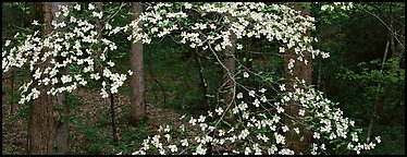 Branches with dogwood flowers. Great Smoky Mountains National Park (Panoramic color)