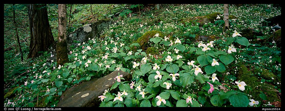 Forest floor with trilium. Great Smoky Mountains National Park (color)
