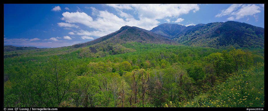 Appalachian hills covered with green trees in the spring. Great Smoky Mountains National Park (color)