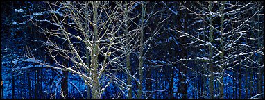 Forest in winter with illuminated trees and blue shadows. Great Smoky Mountains National Park (Panoramic color)
