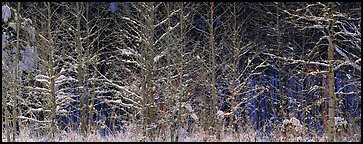 Forest scene in winter with fresh snow. Great Smoky Mountains National Park (Panoramic color)