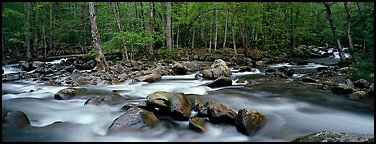 Stream flowing over boulders and spring forest. Great Smoky Mountains National Park (Panoramic color)