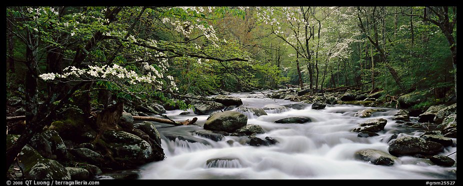 Dogwoods and river in the spring. Great Smoky Mountains National Park, USA.