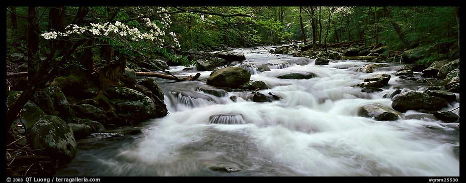White water of stream in decidous forest. Great Smoky Mountains National Park (color)