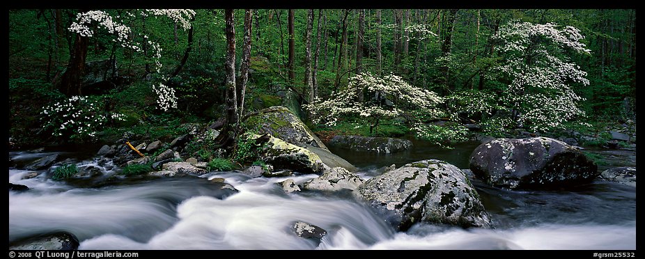 Spring forest scene with stream and dogwoods in bloom. Great Smoky Mountains National Park (color)