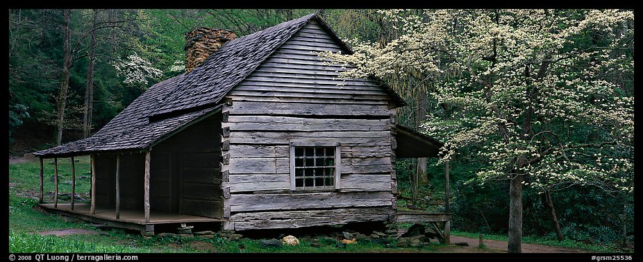 Wooden Appalachian mountain cabin and dogwood tree in bloom. Great Smoky Mountains National Park (color)