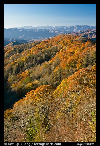 Ridges with trees in fall foliage, North Carolina. Great Smoky Mountains National Park, USA.