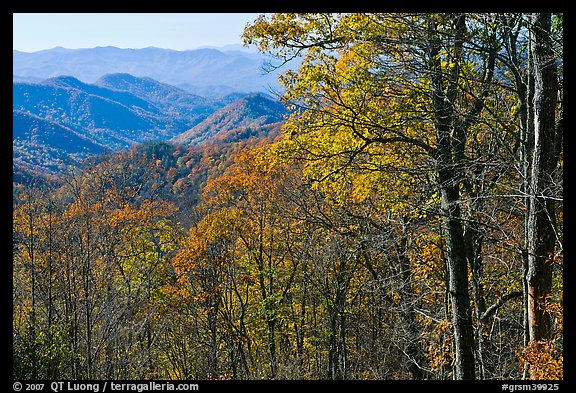 Trees in fall foliage and distant ridges from Newfound Gap road, North Carolina. Great Smoky Mountains National Park (color)