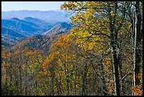 Trees in fall foliage and distant ridges from Newfound Gap road, North Carolina. Great Smoky Mountains National Park, USA.