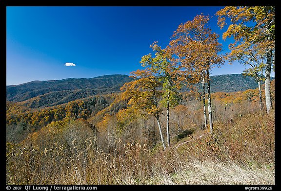 Trees in autumn foliage and mountain view, North Carolina. Great Smoky Mountains National Park, USA.