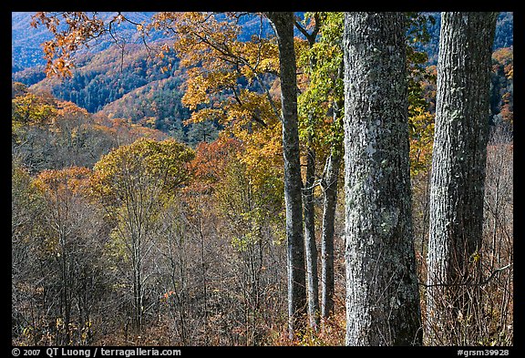 Tree trunks, distant valley, and fall colors, North Carolina. Great Smoky Mountains National Park, USA.