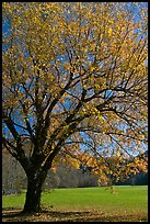 Tree in fall foliage and meadow, Oconaluftee, North Carolina. Great Smoky Mountains National Park, USA.