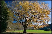 Tree in autumn foliage and meadow, Oconaluftee, North Carolina. Great Smoky Mountains National Park, USA.