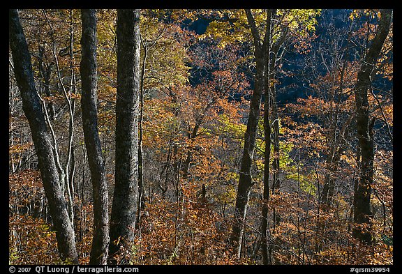 Backlit trees in autumn foliage, Balsam Mountain, North Carolina. Great Smoky Mountains National Park, USA.