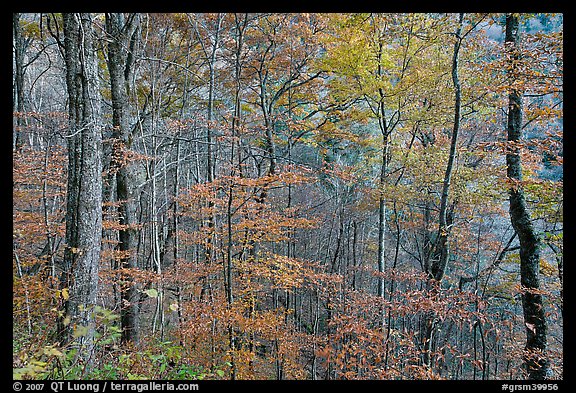 Trees in autumn colors in muted light, Balsam Mountain, North Carolina. Great Smoky Mountains National Park, USA.