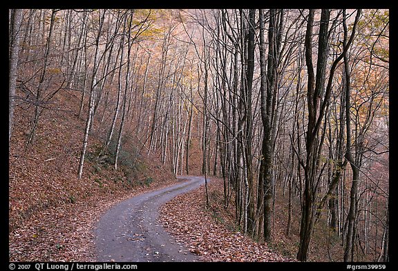 Unpaved road in fall forest, Balsam Mountain, North Carolina. Great Smoky Mountains National Park, USA.
