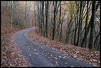 Balsam Mountain Road in autumn forest, North Carolina. Great Smoky Mountains National Park, USA. (color)