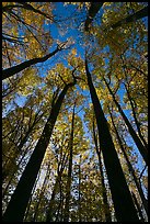 Looking up forest in fall foliage, Tennessee. Great Smoky Mountains National Park ( color)