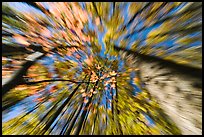 Motion zoom effect, forest in fall foliage, Tennessee. Great Smoky Mountains National Park, USA.