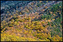 Trees in fall colors on slope, Tennessee. Great Smoky Mountains National Park, USA.