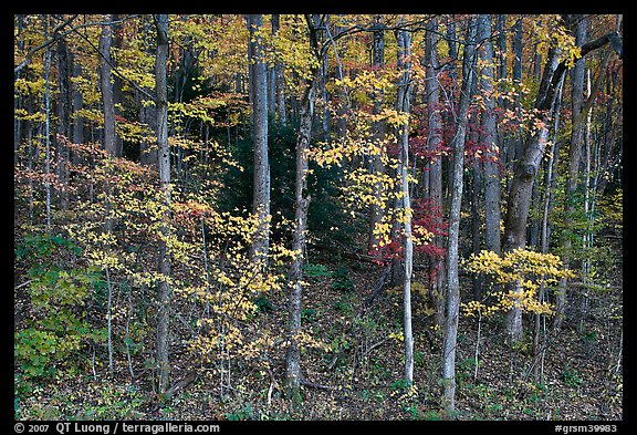 Trees with bright leaves in hillside forest, Tennessee. Great Smoky Mountains National Park, USA.