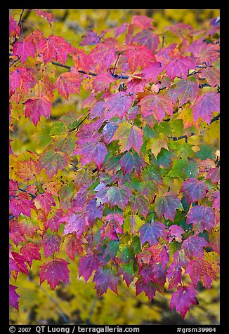 Close-up of tree leaves with autumn color, Tennessee. Great Smoky Mountains National Park (color)