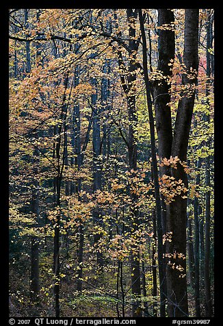 Deciduous forest in autumn, Tennessee. Great Smoky Mountains National Park (color)