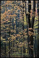 Deciduous forest in autumn, Tennessee. Great Smoky Mountains National Park ( color)