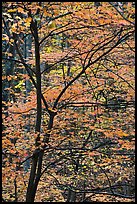 Trees with bright orange leaves, Tennessee. Great Smoky Mountains National Park ( color)