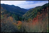 Valley covered with trees in late autumn, Morton overlook, Tennessee. Great Smoky Mountains National Park, USA. (color)