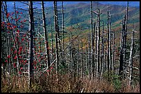 Hillsides in fall color seen through trees with berries, Clingmans Dome, North Carolina. Great Smoky Mountains National Park, USA.