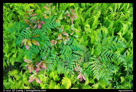 Close-up of ferns and leaves, Cataloochee, North Carolina. Great Smoky Mountains National Park, USA.