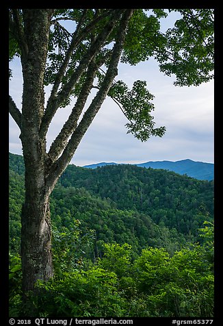 View from Cataloochee Overlook, North Carolina. Great Smoky Mountains National Park (color)