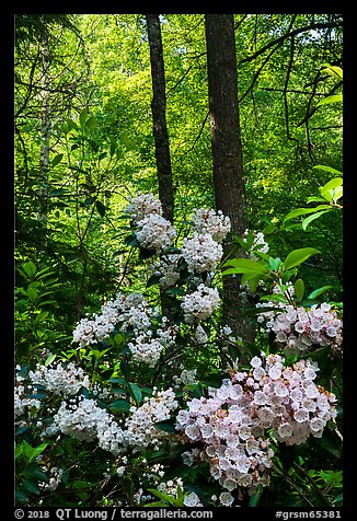 Mountain Laurel blooming in forest, Cataloochee, North Carolina. Great Smoky Mountains National Park (color)