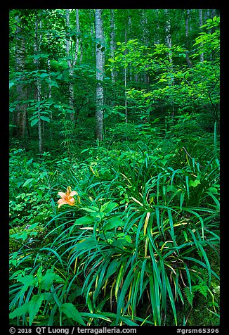 Orange day-lily (hemerocallis fulva) in lush forest, Elkmont, Tennessee. Great Smoky Mountains National Park (color)