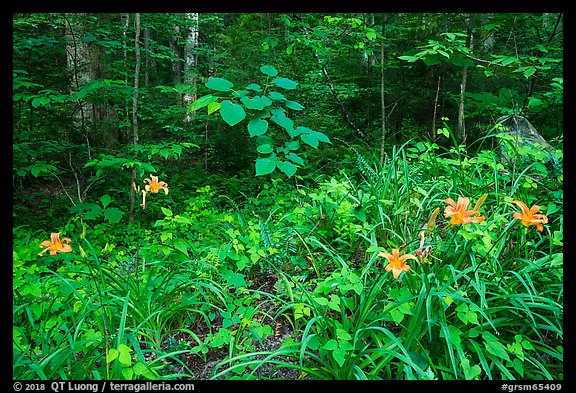 Ditch Lilies ((hemerocallis fulv) in lush forest, Elkmont, Tennessee. Great Smoky Mountains National Park, USA.