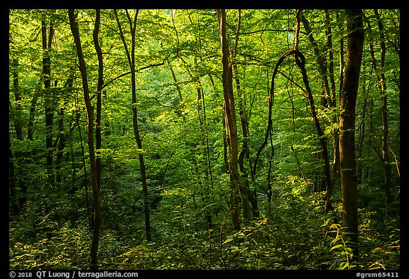Forest with late afternoon sunlight, Elkmont, Tennessee. Great Smoky Mountains National Park, USA.