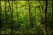 Forest with late afternoon sunlight, Elkmont, Tennessee. Great Smoky Mountains National Park ( color)