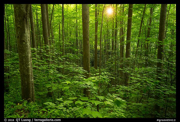 Forest with sunstar, Elkmont, Tennessee. Great Smoky Mountains National Park, USA.