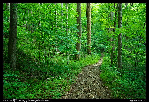 Jakes Creek Trail, Tennessee. Great Smoky Mountains National Park (color)