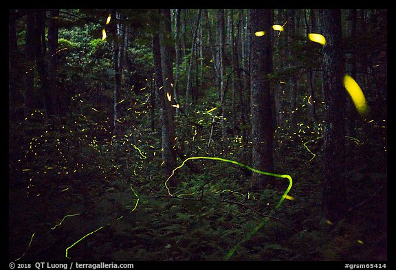 Light trails of Synchronous and Blue Ghost fireflies, Elkmont, Tennessee. Great Smoky Mountains National Park (color)