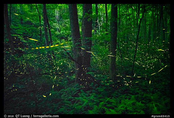 Light trails of Synchronous fireflies, Elkmont, Tennessee. Great Smoky Mountains National Park, USA.